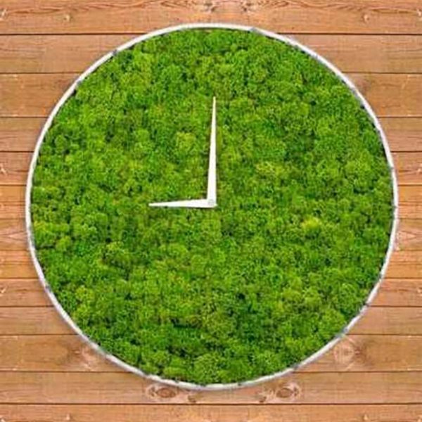 reloj-de-musgo